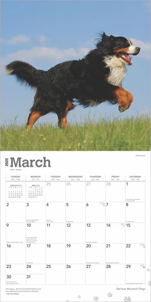 2025 Bernese Mountain Dogs Wall Calendar