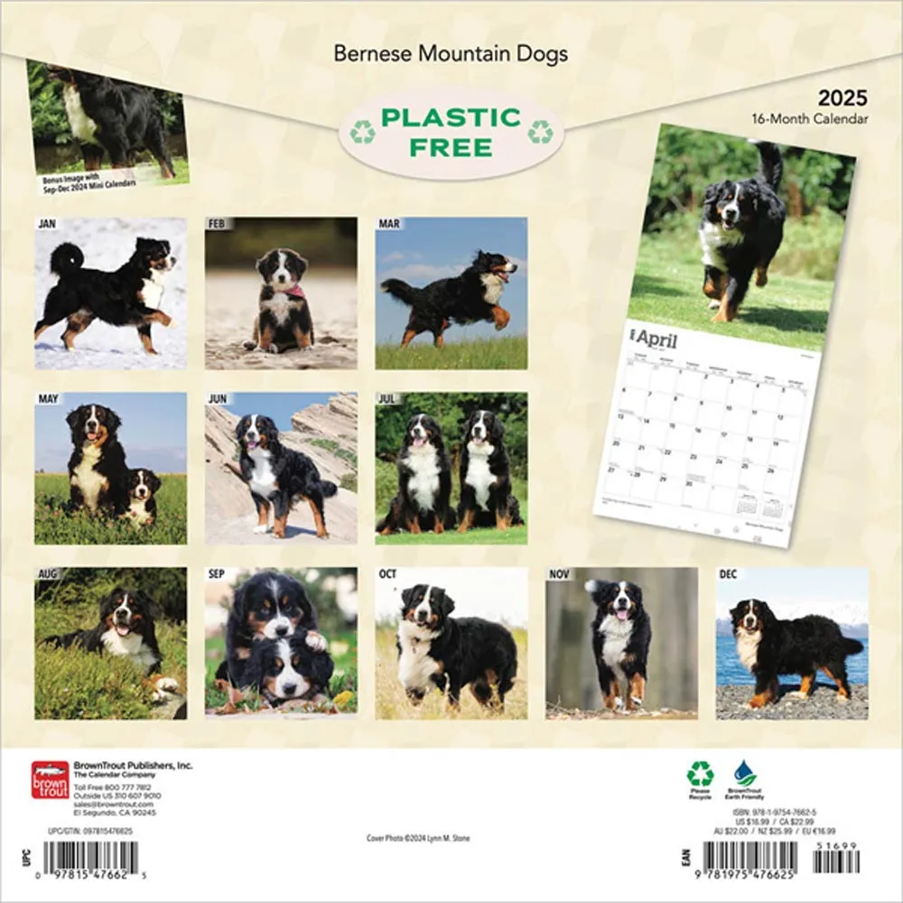 2025 Bernese Mountain Dogs Wall Calendar