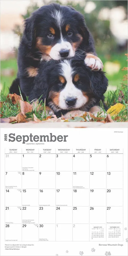 2025 Bernese Mountain Dogs Wall Calendar