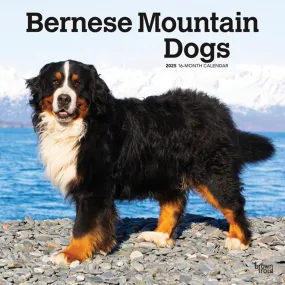 2025 Bernese Mountain Dogs Wall Calendar